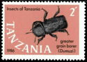 Greater Grain Borer (Prostephanus truncatus)