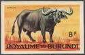 African Buffalo (Syncerus caffer)