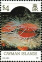 Flame Scallop (Lima scabra)