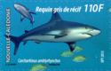 Grey Reef Shark (Carcharhinus amblyrhynchos)