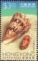 Cone (Conus sp.)
