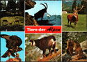 Tiere der Alpen