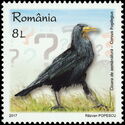 Rook (Corvus frugilegus)