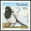Common Magpie (Pica pica)