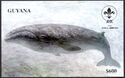 Northern Right Whale (Eubalaena Glacialis)