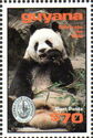 Giant Panda Eating Bamboo
