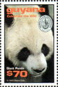 Head of Giant Panda