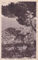 Monaco. Le Rocher entre les Pins