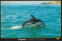 Dolphins NZ