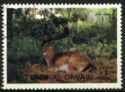 Common Fallow Deer (Dama dama)