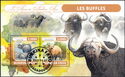 Buffaloes