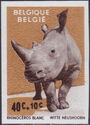 White Rhinoceros (Ceratotherium simum)