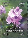 Water Hyacinth