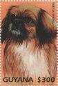 Tibetan Spaniel