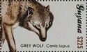 Grey Wolf (Canis lupus)