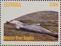 Amazon River Dolphin