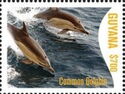 Common Dolphin (Delphinus Delphis)