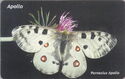 Parnasius Apollo