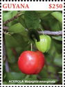 Acerola (Malpighia emarginata)