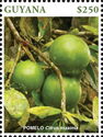 Pomelo (Citrus maxima)