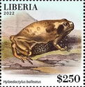 Hylaedactylus balleatus