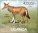 Ethiopian Wolf (Canis simensis)