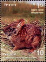 Hispid Hare (Caprolagus hispidus)