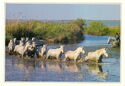 Camargue : Wild horses through the marshes.
