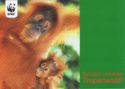 Orangutan - Save our rainforest
