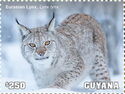 Eurasian Lynx