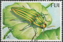 Jewel Beetle (Paracupta sulcata)