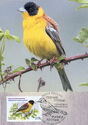 Black-Headed Bunting (Emberiza melanocephala)
