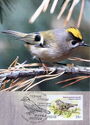 Goldcrest (Regulus regulus)