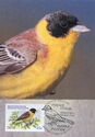 Black-Headed Bunting (Emberiza melanocephala)