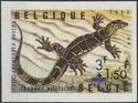 Nile Monitor (Varanus niloticus)
