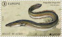 European Eel (Anguilla anguilla)