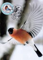 Happy New Year! Bullfinch