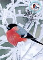 Happy New Year! Bullfinch