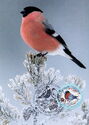 Happy New Year! Bullfinch