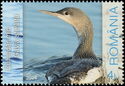 Red-throated Loon (Gavia stellata)