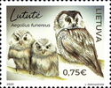 Boreal Owl (Aegolius funereus)