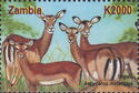 Impala (Aepycerus melampus)