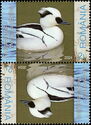 Smew (Mergellus albellus)