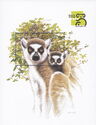 Ring-tailed Lemurs (Lemur catta)