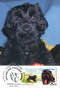 Black Russian Terrier (Canis lupus familiaris)