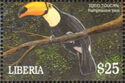 Toco Toucan (Ramphastos toco)