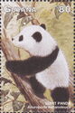 Panda Climbing Tree