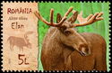 Moose (Alces alces)