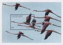 Flamingo (Phoenicopteridae)