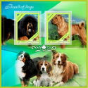Dogs Breed of Dogs